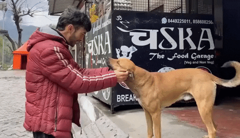 Shake Hand Dogs Are The Best GIF