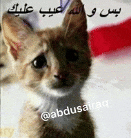ميمز GIF