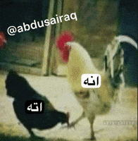 ميمز GIF