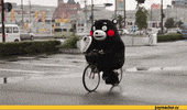 kumamon GIF
