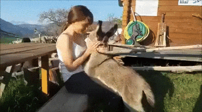 pets add GIF