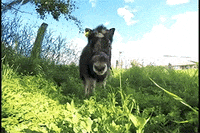 baby animals running GIF by University of Alaska Fairbanks