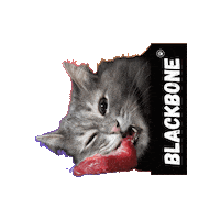 blackbonevalencia gato barf dieta barf comida gato Sticker