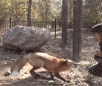 picture zoo GIF