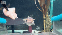 Pufferfish Learns to Swim To Platform