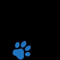 Ddcc GIF by The Doggy Day Care Centre Ltd.