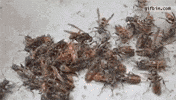 pics bees GIF