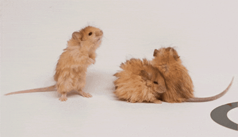 6469f2d6191e4b7892f8ffbb862c6395 giphygifmaker GIF