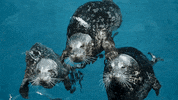 harbor seal GIF by Georgia Aquarium