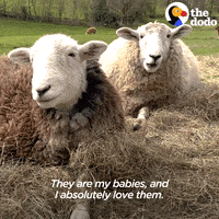 Hungry Sheep GIF by The Dodo