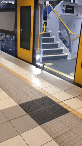 Pigeon Catches The Sydney Train