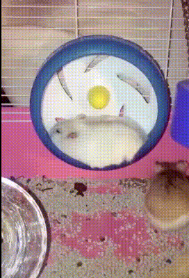 Hamster Wheel GIF