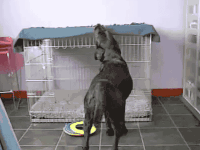 blanket GIF