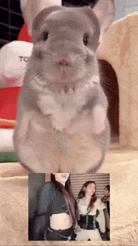 Chinchilla Sue GIF