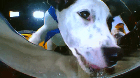 Animal Planet GIF by Puppy Bowl