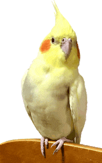 cototoc bird 鳥 cockatiel オカメインコ Sticker