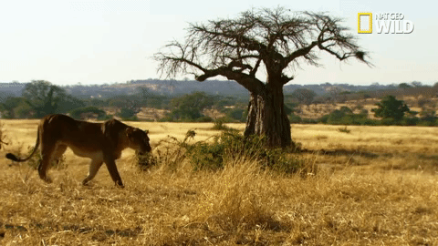 savage kingdom big cat week GIF by Nat Geo Wild 