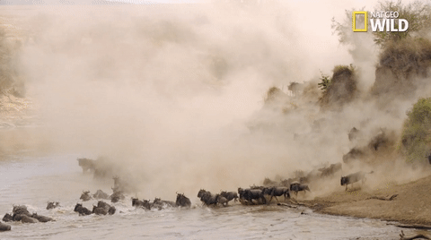 african cats big cat week GIF by Nat Geo Wild 