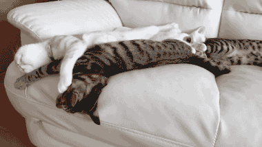 cat sofa GIF by Cheezburger