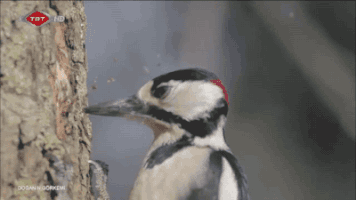 tree woodpecker GIF