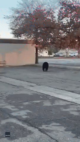 Large Bear Charges Across Busy Street in Northern California City