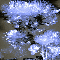 Bg Network GIF by Aleksey Efremov