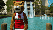 houstoncougars houston sasha gocoogs shasta GIF