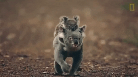 Koala GIF by Nat Geo Wild