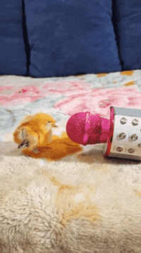 Bird Microphone GIF