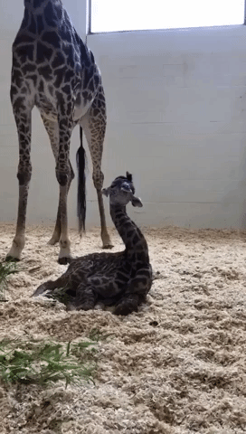 Baby Giraffe Is so Exhausted It Can Barely Keep Its Head Up