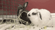 hungry nat geo wild GIF by Dr. K's Exotic Animal ER
