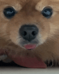 Dog GIF
