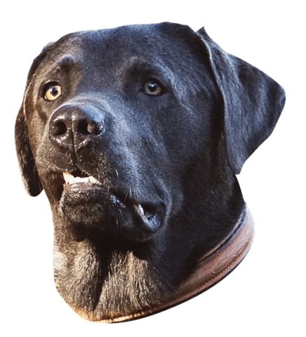 dog wtf Sticker