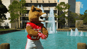 houstoncougars houston sasha gocoogs shasta GIF