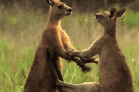 GIF by Rant