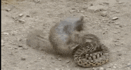 GIF by Rant