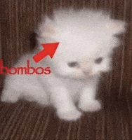 Cat Meme GIF