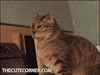 cat fun GIF