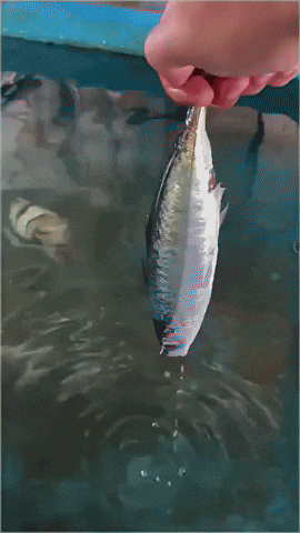 gif-vif giphyupload GIF