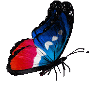 Butterfly Roma Sticker by RomeFutureWeek