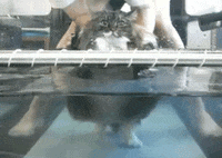 cat GIF