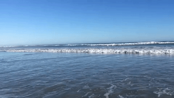 Surfing Wallaby Takes Dip in Ocean to Avoid the Heat