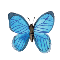 Fly Wings Sticker by Mr. & Mrs. Panda