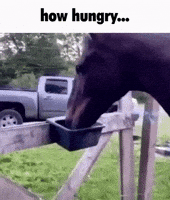 Horse Im So Hungry GIF