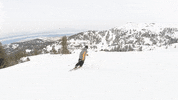 GIF by bogus basin