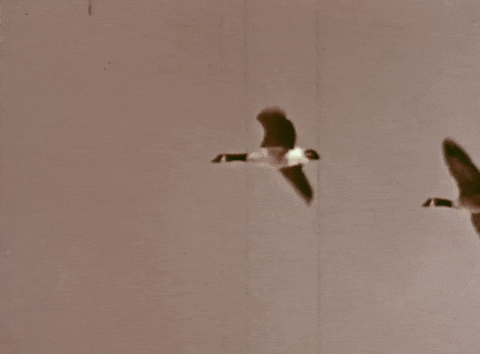 GIF by UnionDocs