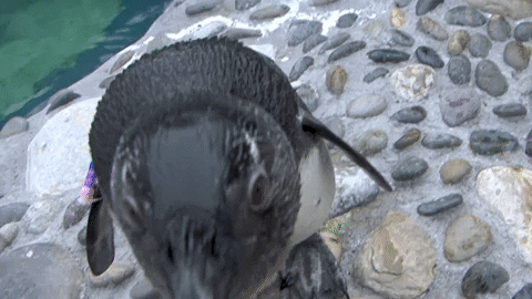 GIF by Mystic Aquarium