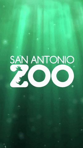 GIF by San Antonio Zoo