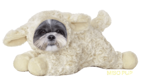 shih tzu dog Sticker by MISO PUP