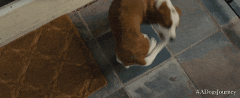 spin around universal pictures GIF by A Dog's Journey